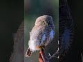 Owl waiting for Prey #shorts #short #shortvideo #shortsvideo #viral #viralvideo #birds #owls