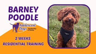 Barney the Poodle Puppy - 2 Weeks Residential Dog Training by Adolescent Dogs Ltd 59 views 3 weeks ago 4 minutes, 13 seconds