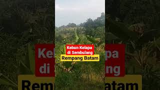 Kebun Kelapa di Sembulang Rempang Batam #youtubeshorts #rempang