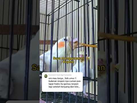 Video: Bolehkah burung parkit makan keropok?
