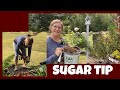 How to plant a Rose of Sharon (Sugar Tip) with Double Blooms and Variegated Leaves: Proven Winner