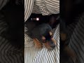 朝が苦手な犬