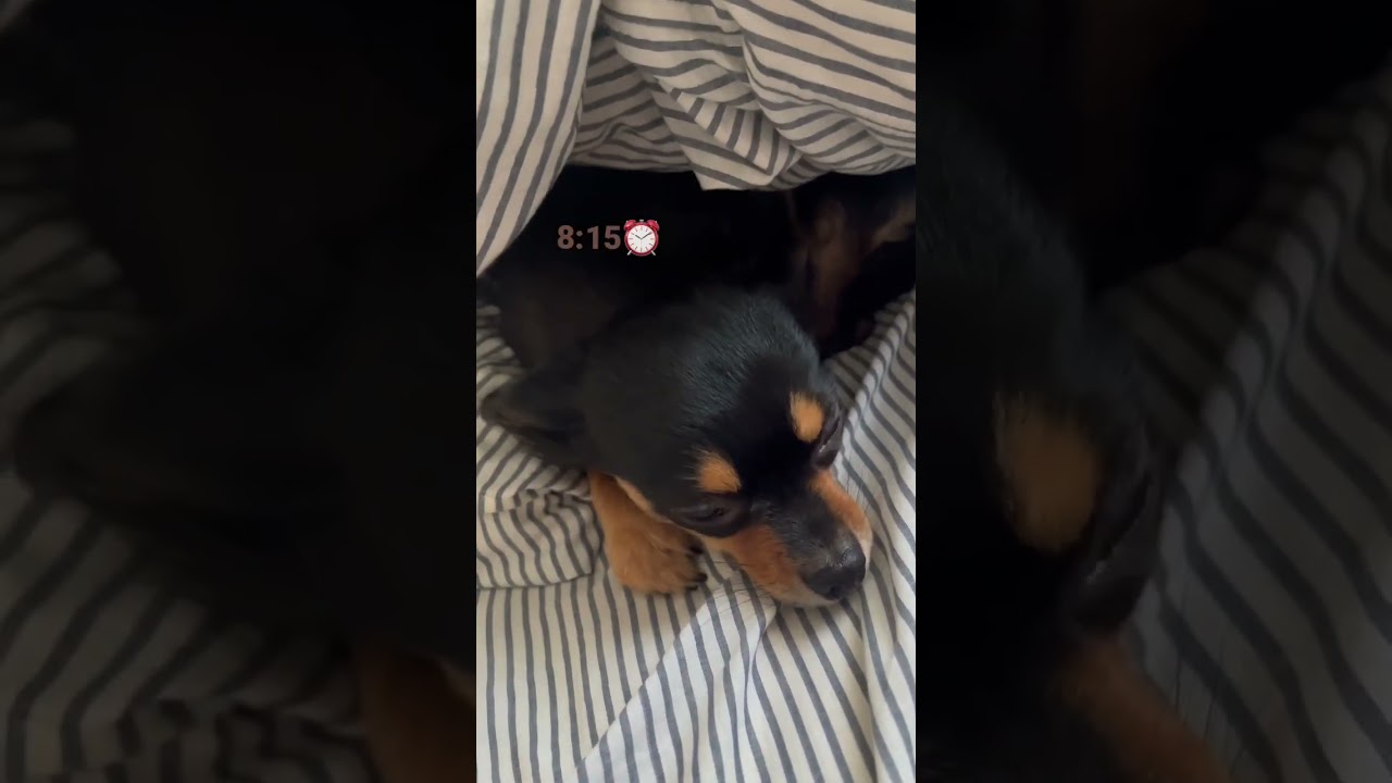朝が苦手な犬