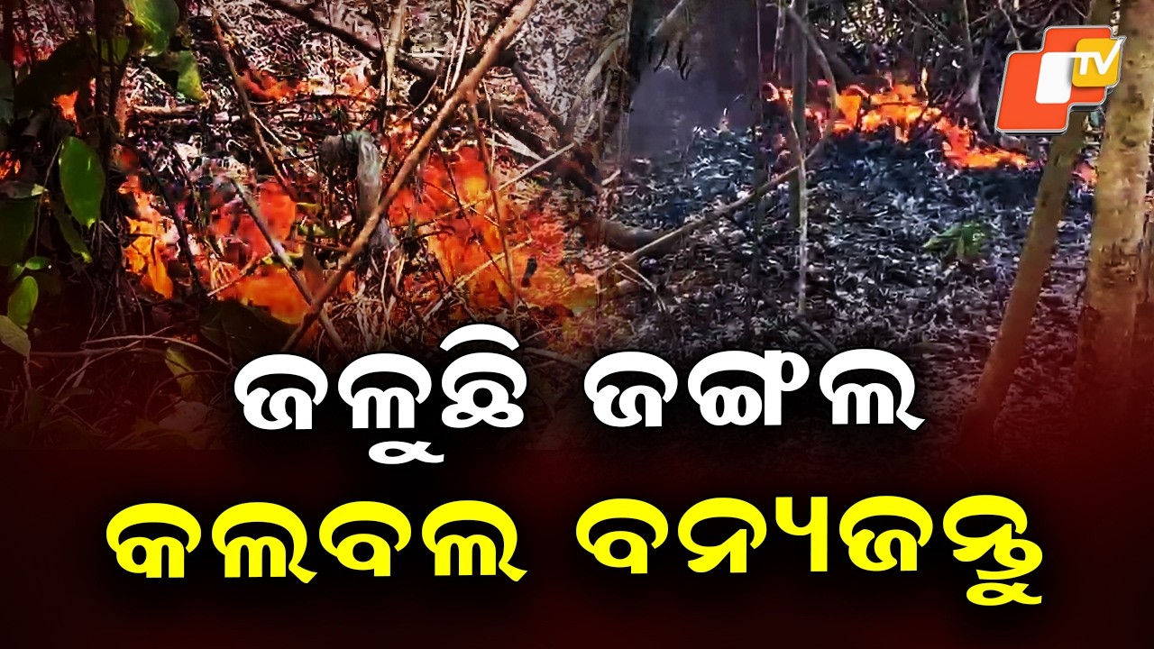Massive Forest Fire Rages in Gajapati, Wildlife at Risk as Flames Engulf Narangi Forest