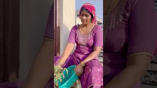 Desi Style Tamatar Harvesting | #tamatar #harvest #shortvideo #trending #viralshorts #shortvideo