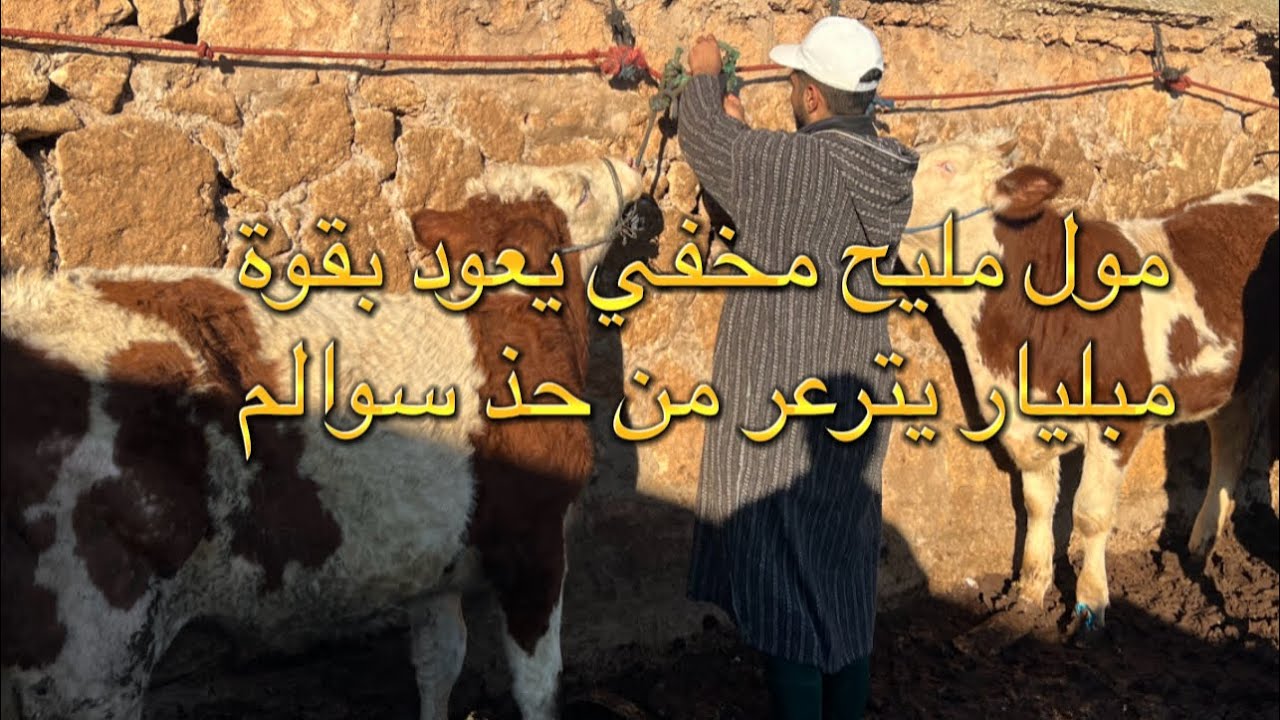 من سوق حد السوالم 23/11/2025مول مليح مخفي يفاجأ جميع بصفقة مبليار فرجة ممتعة 