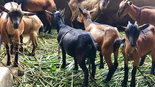 Best Way To Feed Goats In Nigeria