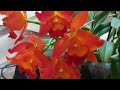 ЦВЕТЕНИЕ КАТТЛЕИ #Miki #Fire_ball❣️❣️❣️😍👍#orhids #flor #cattleya #flores #phalaenopsis 🌱🌱🌱🦋❤️🧡💛❣️