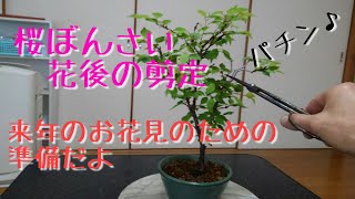 桜盆栽の花後の剪定