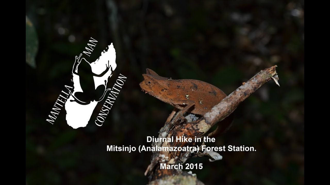 walking pez Diurnal Hike at Mitsinjo (Analamazoatra) Forest Station.