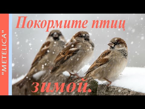 Покормите птиц зимой.Проект ProShow Producer.