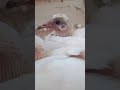 Bache Aise palo ki Ankhe unko bar bar Dekhen