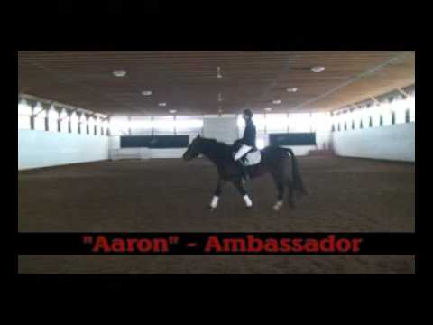 Ambassador CBF "Aaron" Dutch Warmblood for sale