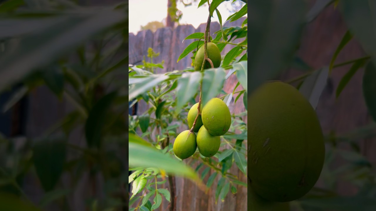 June Plum Tree in container 