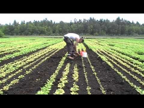 Vidéo: Compost de biosolides pour le jardinage - Informations sur l'utilisation de biosolides dans les potagers