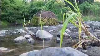 Quiet River Harmony – Gentle Flowing Water Sounds for Calm Mind and Sleep