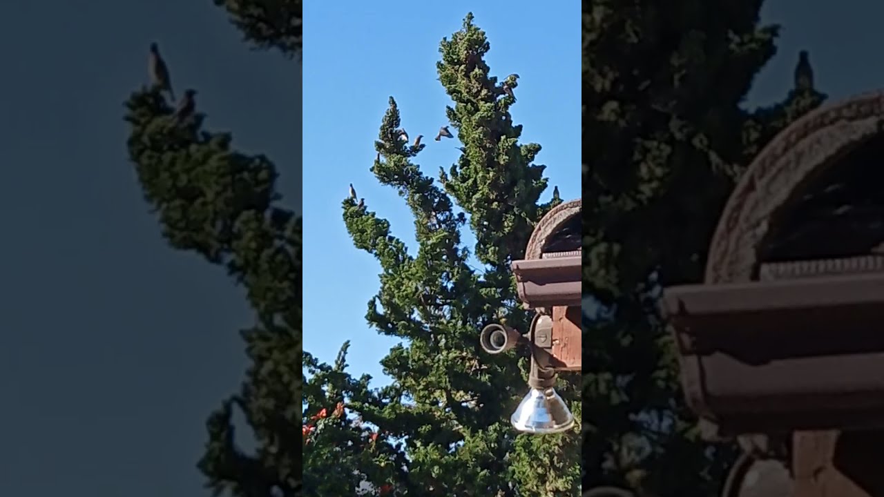 Showing birds saying hi   Welcome to CCTV Night Watchman 