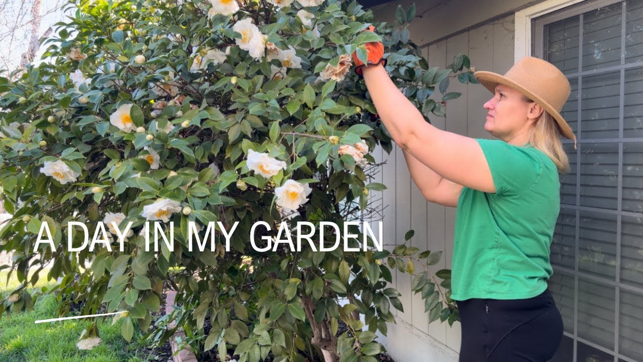 A day in my garden 🌿 hydrangea, roses, camellia & new plants