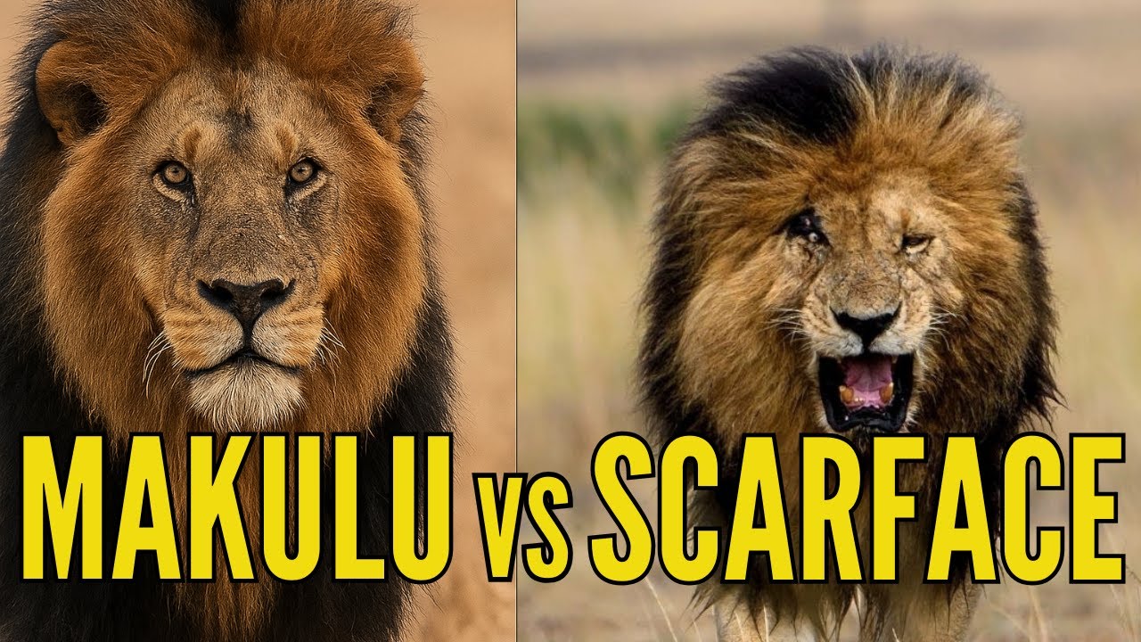 МАКУЛУ ПРОТИВ ЛИЦА СО ШРАМОМ – Нерассказанная битва за трон Африки