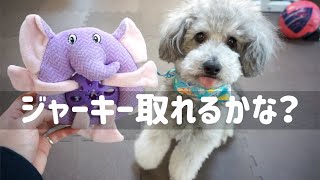 🐶 【知育おもちゃ】ジャーキをどうしても食べたい犬 【dog】【toy poodle】