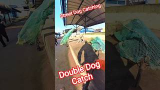 Gojo Dog Catching Training 😱🐕#animalstvvlog #ytviral #shortsfeed #pets #animals #dog