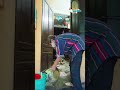 nhà hàng phố cổ Update Hà Nội: Ngày Tết trong căn nhà 9m2 ở phố cổ là lối đi chung của 6 hộ dân khác #Shorts