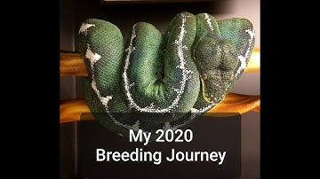 My 2020 Breeding Journey - Amazon Basin Emeralds, Green Tree Pythons, Savu Pythons & Sand Boas