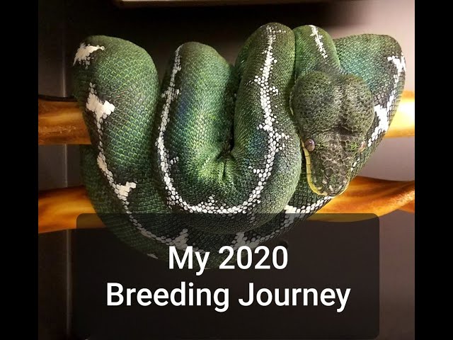 The Recipe for Success: Breeding  Basin Emerald Tree Boas