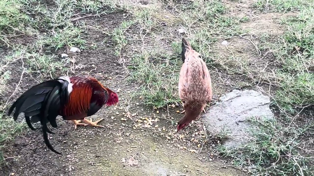 El ganado de mi sueño. Mala combinación auto ego y autoestima baja una gallina especial.