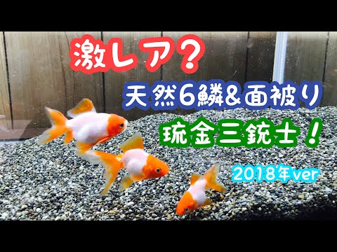 動画で金魚『激レア？天然六燐＆面被り…琉金三銃士！ 2018年ver』H30