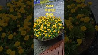 스토리양...연세대하연회학생회관?화분꽃  #감사예배 #6월 #학생회관