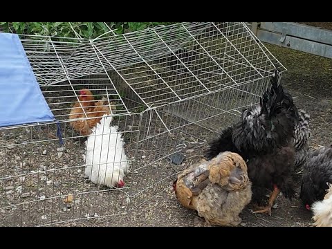 Video: Is Het Mogelijk Om Kippen In De Tuin Te Houden, Wat Te Doen Als De Buren Ze Brengen?