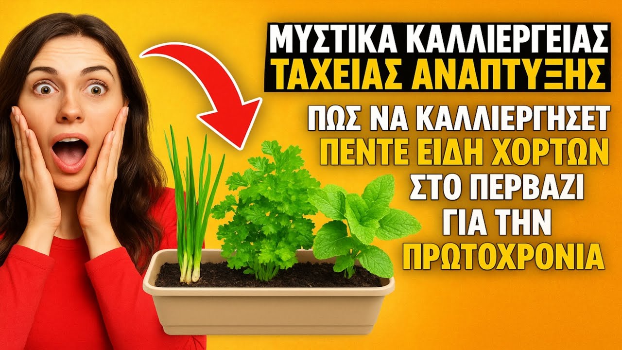 ΜΥΣΤΙΚΑ ΚΑΛΛΙΕΡΓΕΙΑΣ ΤΑΧΕΙΑΣ ΑΝΑΠΤΥΞΗΣ: Πώς να καλλιεργήσετε πέντε είδη χόρτων στο περβάζι για την