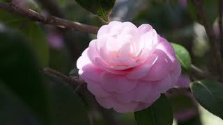 La golondrina(The Swallow: 제비) - Caterina Valente: with Lyrics(Spanish/English/가사번역)