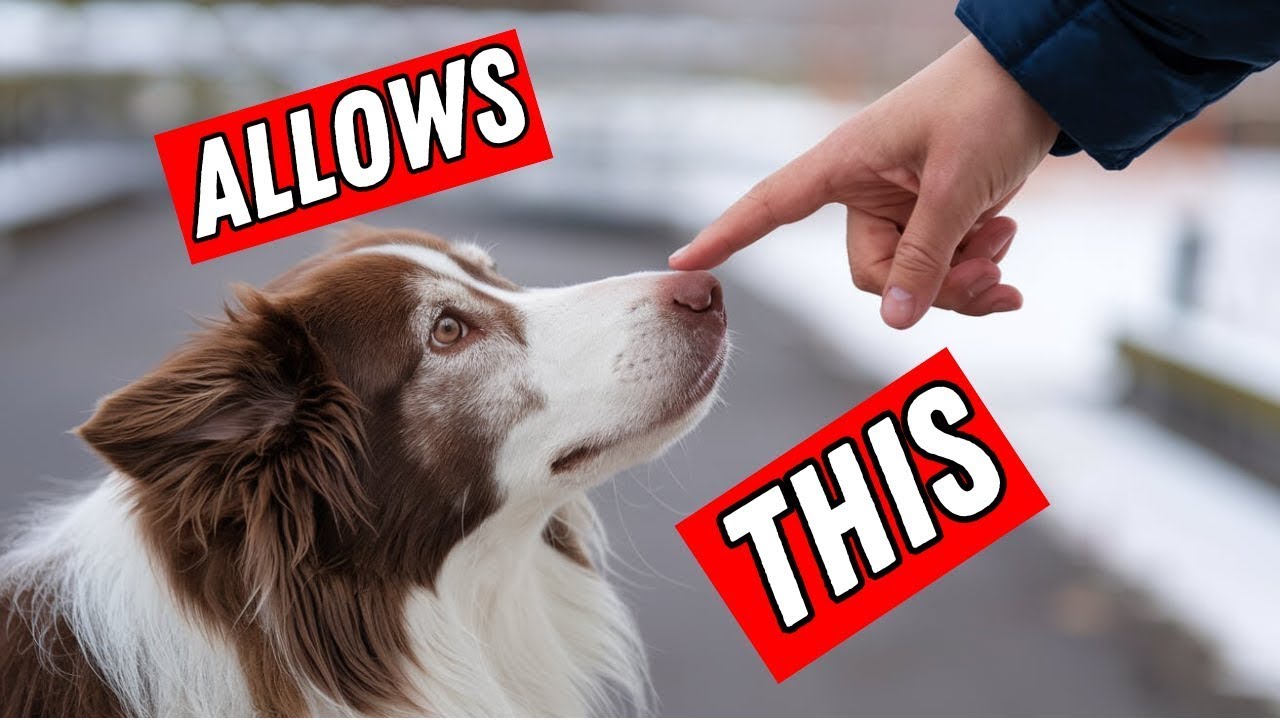 If Your Dog ALLOWS This, They Have IMPRINTED ON YOU - YouTube