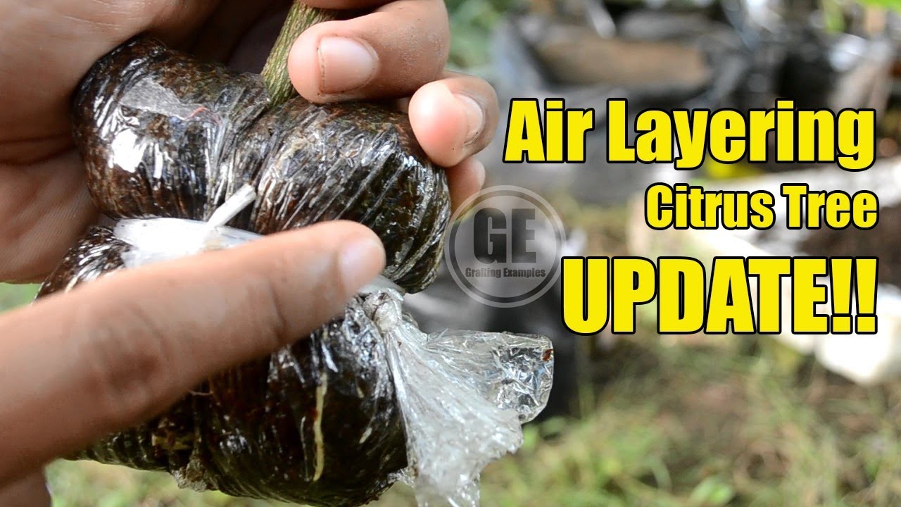 Air Layering Citrus Tree (Marcotting) 100% UPDATE - YouTube