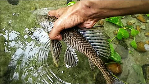 FISH TANK CLEANING!!|SUCKER FISH|GUPPIES|MOLLY FISHES|MONEY PLANT