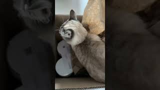 😻 #cat #petsfofinhos #kitten #gatos #cute #gato #pets #shorts #shortsviral #love #shortsfeed