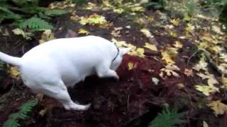 Bull Terrer Wonders Whats In There Part 1.Avi