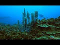 THE CORAL CLASSROOM w/ Palauan Environmentalist, Wayne Andrew, of One Ocean.  Palau Reefs.