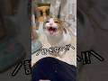 今日のおしゃべり。怒りが収まらない小町😾 #保護猫 #三毛猫 #三毛小町 #ミケノコマチ #みけこま #おしゃべり小町