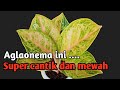 WOW ... NGGAK NYANGKA AGLAONEMA NEW GRAND BIG MAMA BISA MENJADI SUPER CANTIK DAN MEWAH