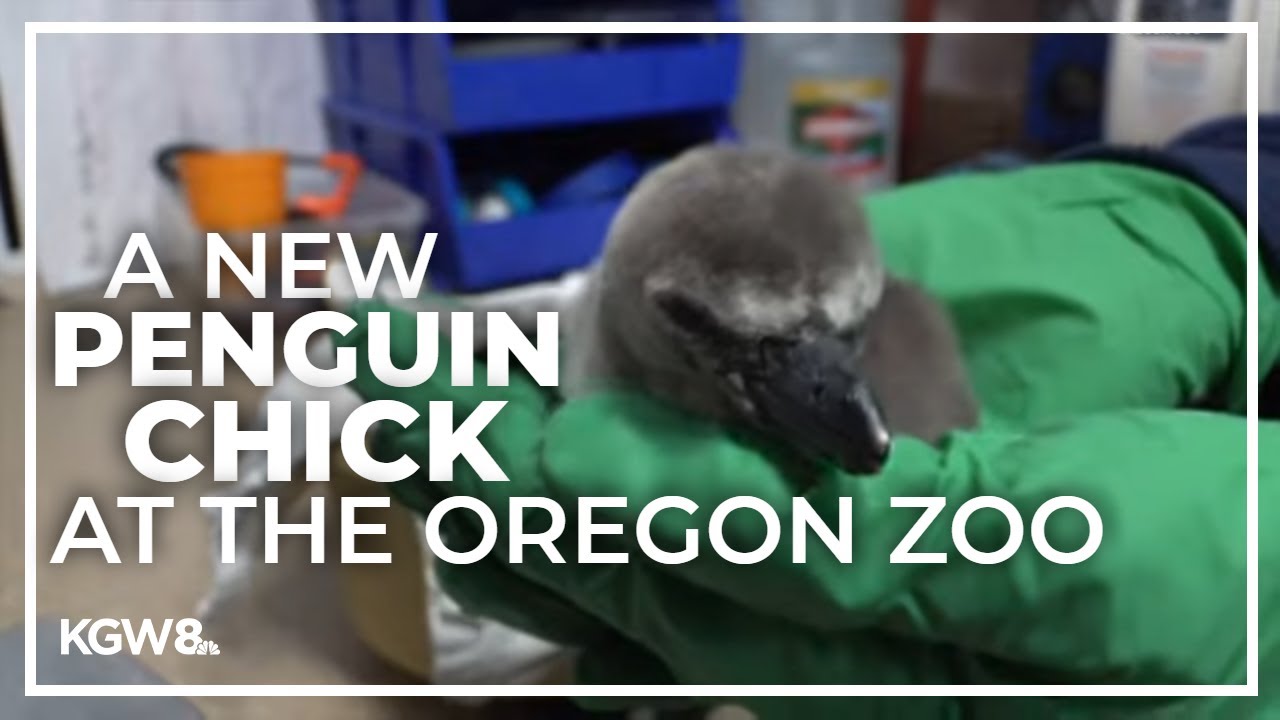 Meeting the Oregon Zoo's new penguin chick