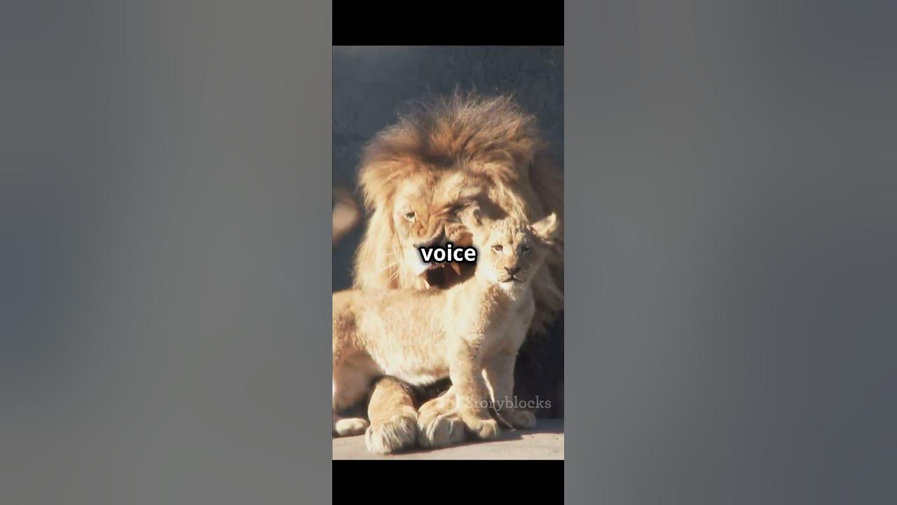what-does-mufasa-mean-youtube