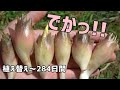 100均(ダイソー)のみょうがは今年も大きい!! 掘り起し＆植え替え1年目