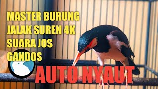 Jalak Suren auto nyaut  dengan Pancingan 1 jam ini