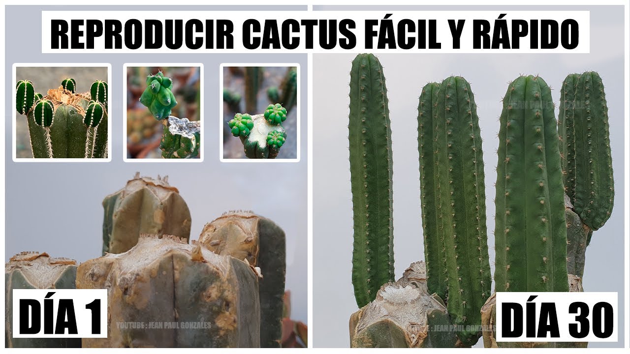 Como reproducir cactus fácil y rápido / How to Propagate Cactus Easy and Fast CC English