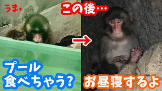 【8月未公開映像】プール食べちゃう&お昼寝中追い出されるパンチくん。市川市動植物園のニホンザル【パンチくん🐵】がんばれパンチ