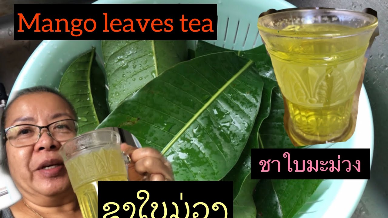 How to make mango leaves tea/ວິທີ່ຕົ້ມໃບໝາກມ່ວງກີນ/ชาใบมะม่วง YouTube