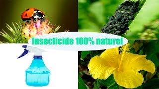 DIY insecticide 100% naturel pour les plantes